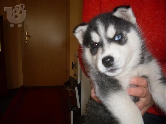 πανεμορφα HUSKY καθαροαιμα και υγειεστατα 6979314054